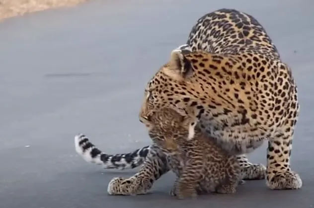 Mother Leopard