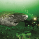 Greenland shark