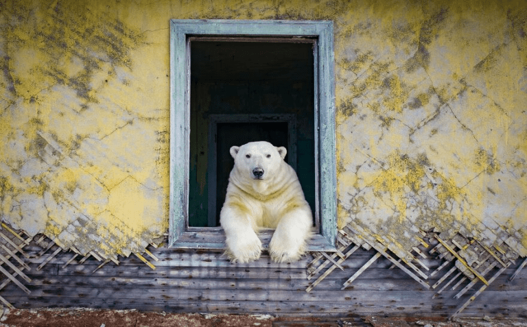 Russian Photographer Takes Photos Of Polar Bears That Took Over Abandoned Buildings