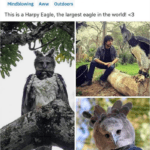Harpy Eagle