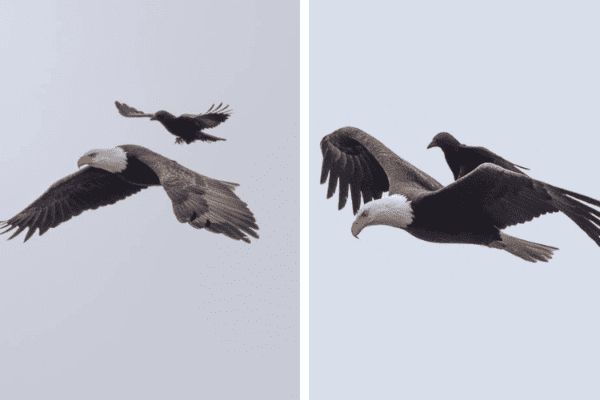 A Crow Rides
