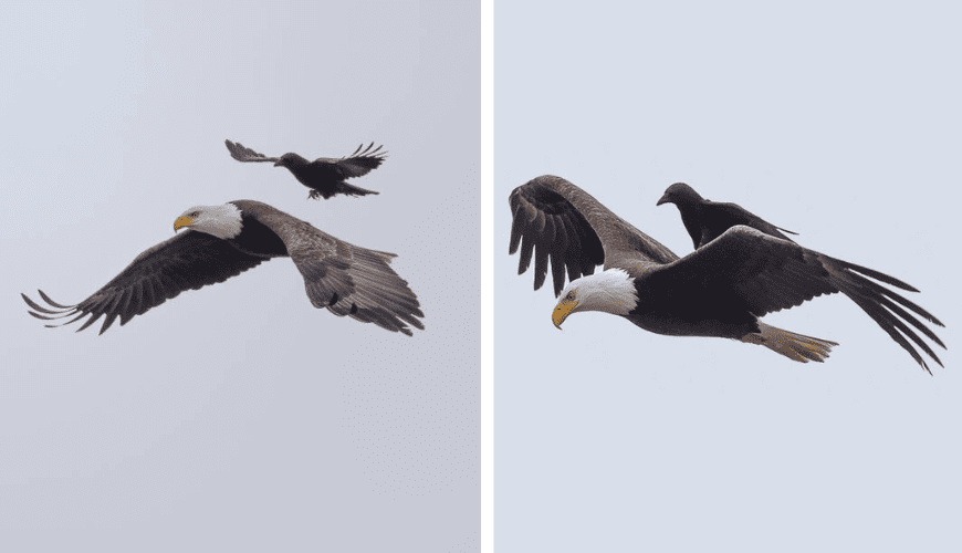 In These Once-In-A-Lifetime Photos, A Crow Rides On The Back Of An Eagle.
