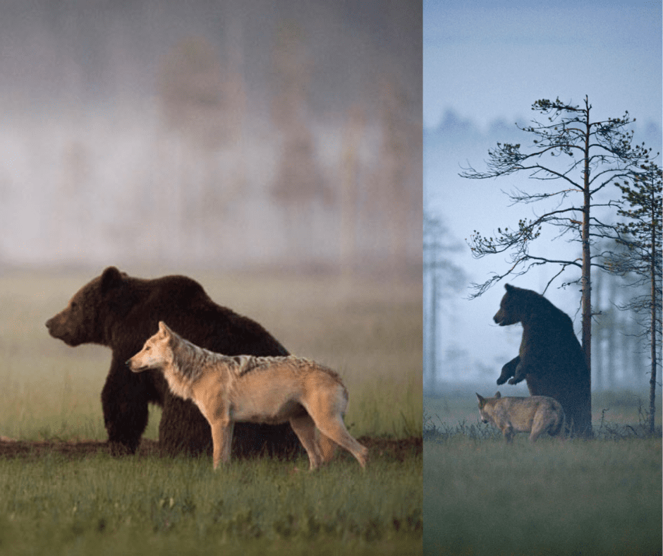 Amazing Story of Wolf and Bear Friendship Captured by Finnish Photographer