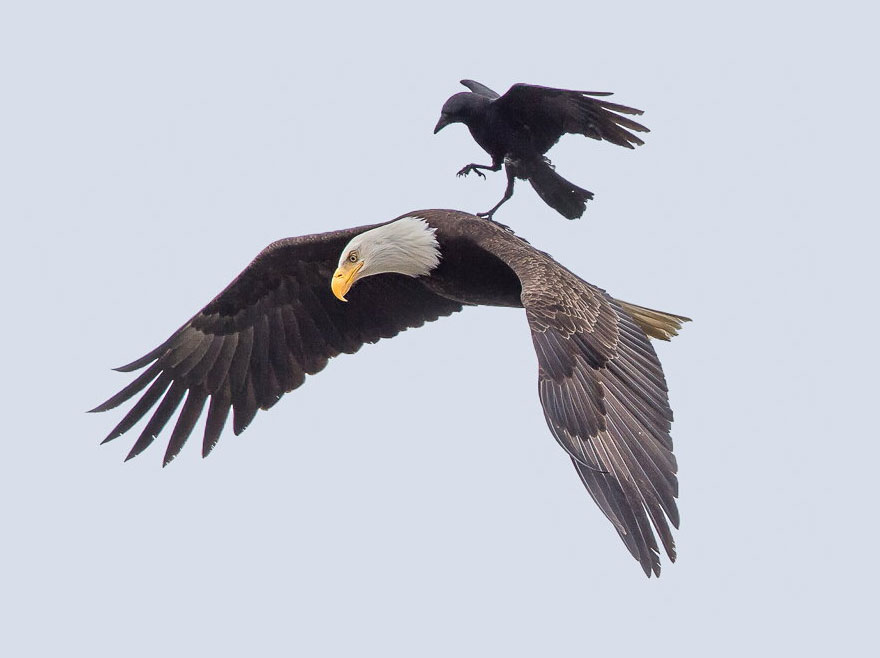 A Crow Rides
