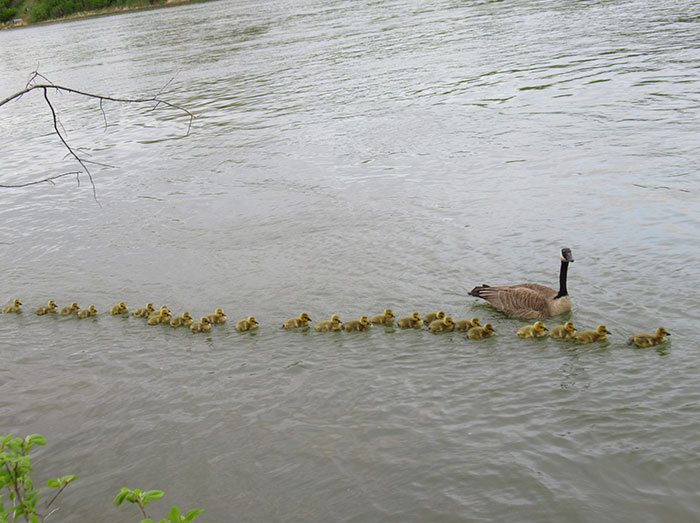Meet the Amazing Mother Goose Who Keeps 47 Babies Safe and Sound