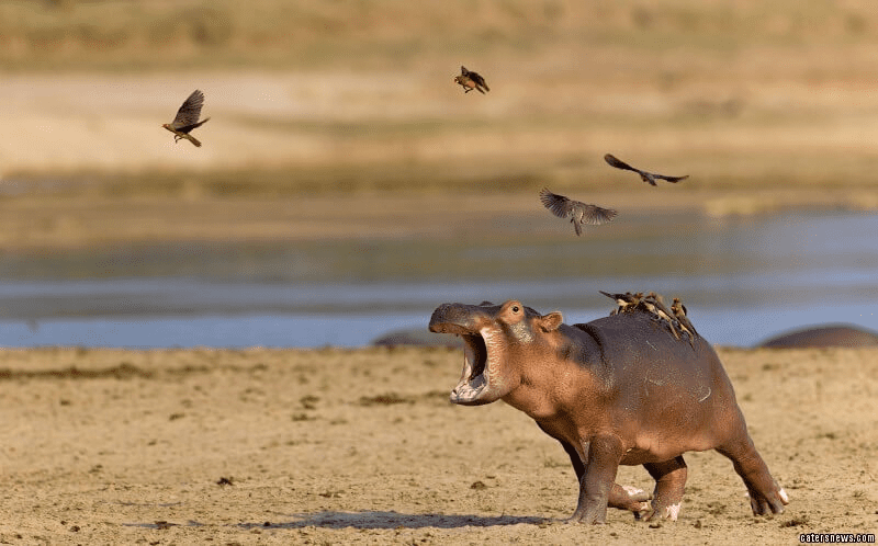 Baby Hippo Cries for Help as Birds Take Over its Back!
