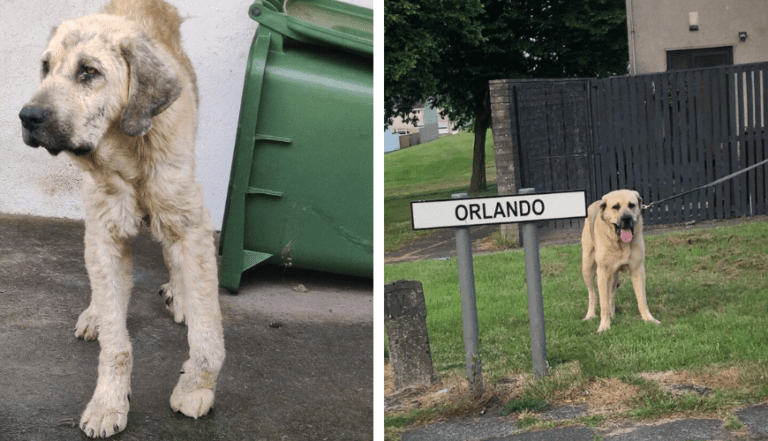 This Dog Got A Second Chance At Life